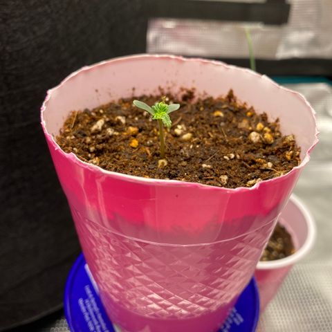HSO Blue Dream Auto 2 growlog timeline photo