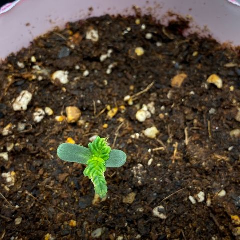 HSO Blue Dream Auto 2 growlog timeline photo
