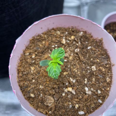 HSO Blue Dream Auto 2 growlog timeline photo