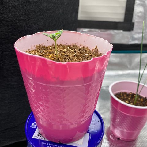 HSO Blue Dream Auto 2 growlog timeline photo