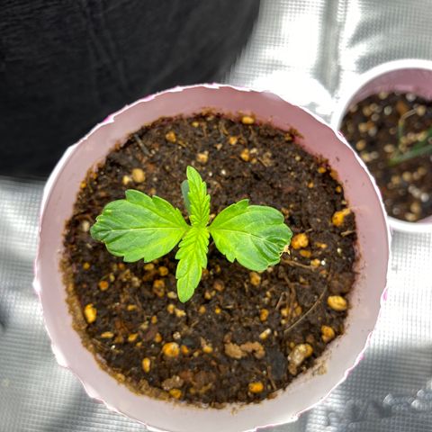 HSO Blue Dream Auto 2 growlog timeline photo