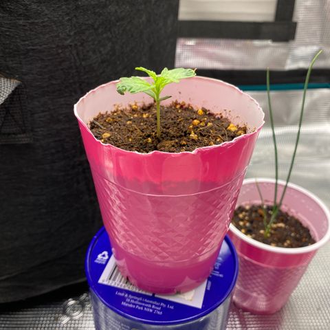 HSO Blue Dream Auto 2 growlog timeline photo