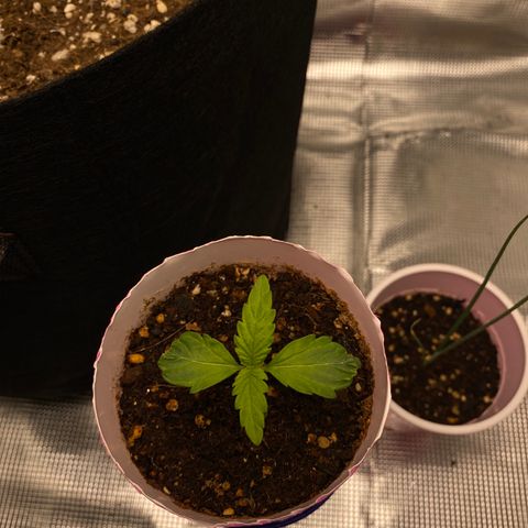 HSO Blue Dream Auto 2 growlog timeline photo