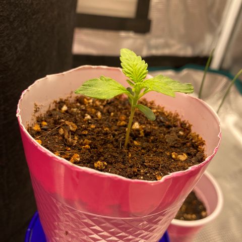 HSO Blue Dream Auto 2 growlog timeline photo