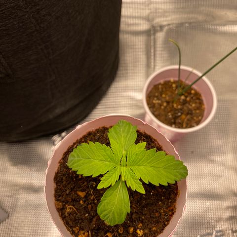 HSO Blue Dream Auto 2 growlog timeline photo
