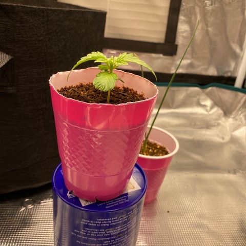 HSO Blue Dream Auto 2 growlog timeline photo