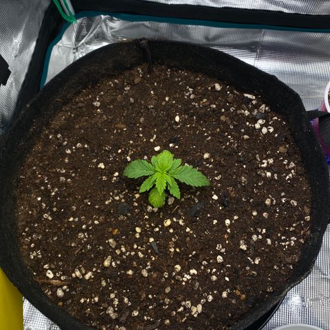 HSO Blue Dream Auto 2 growlog photo: Transplanted to 5 gallon fabric pot. Seems to be responding fine but maybe it’s too soon to tell.