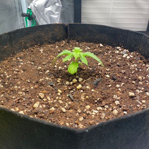 HSO Blue Dream Auto 2 growlog photo: Transplanted to 5 gallon fabric pot. Seems to be responding fine but maybe it’s too soon to tell.