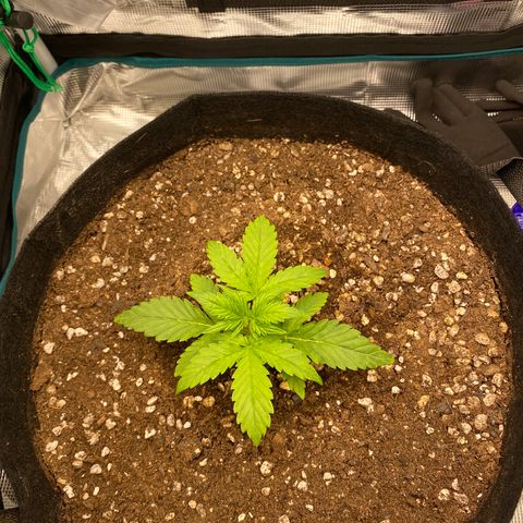 HSO Blue Dream Auto 2 growlog timeline photo