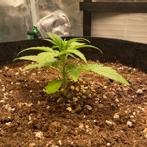 HSO Blue Dream Auto 2 growlog timeline photo
