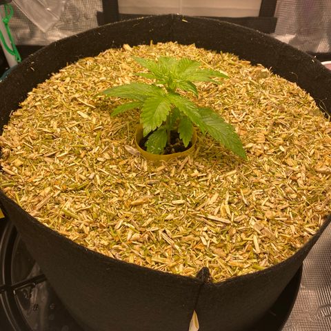 HSO Blue Dream Auto 2 growlog photo: Mulched!