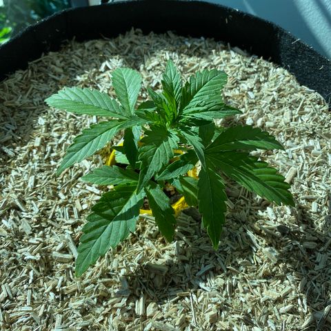 HSO Blue Dream Auto 2 growlog photo: Getting some sun today! (3-5pm)