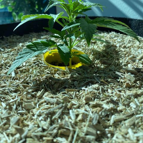 HSO Blue Dream Auto 2 growlog timeline photo
