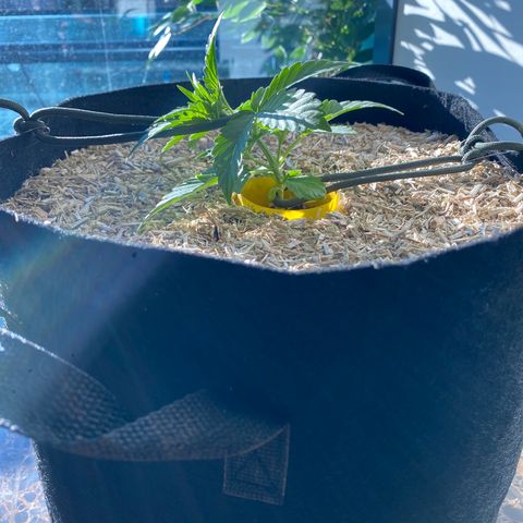 HSO Blue Dream Auto 2 growlog photo: LST Start
