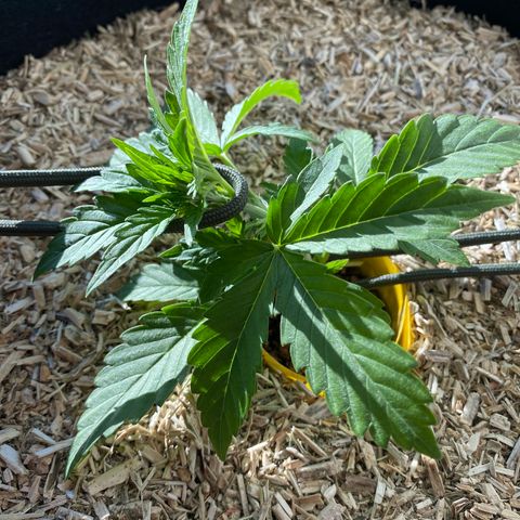 HSO Blue Dream Auto 2 growlog photo: LST Start