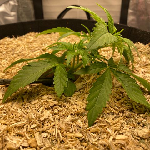 HSO Blue Dream Auto 2 growlog photo: Gave her a bit more stretching today
