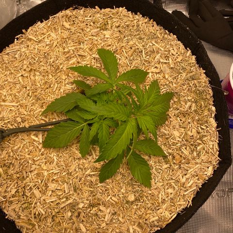 HSO Blue Dream Auto 2 growlog photo: Gave her a bit more stretching today