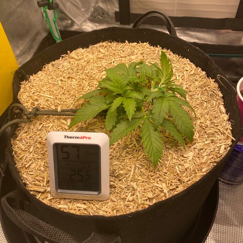 HSO Blue Dream Auto 2 growlog photo: LST in action
