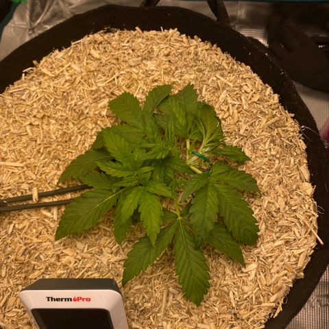 HSO Blue Dream Auto 2 growlog photo: LST in action