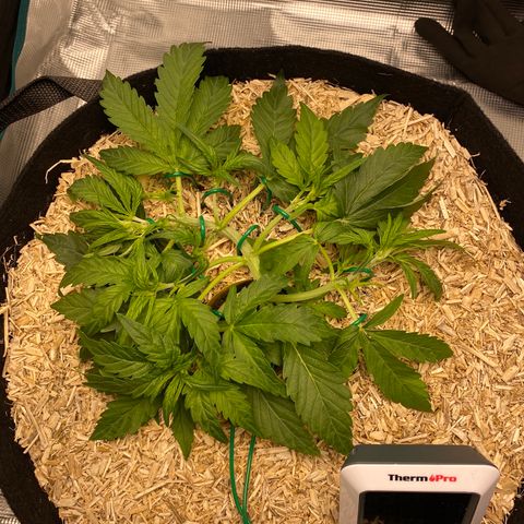 HSO Blue Dream Auto 2 growlog photo: Stretching continues