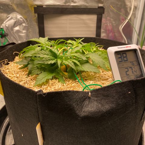 HSO Blue Dream Auto 2 growlog timeline photo
