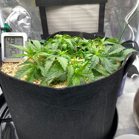HSO Blue Dream Auto 2 growlog photo: LST continues