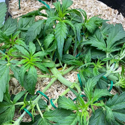 HSO Blue Dream Auto 2 growlog photo: LST continues