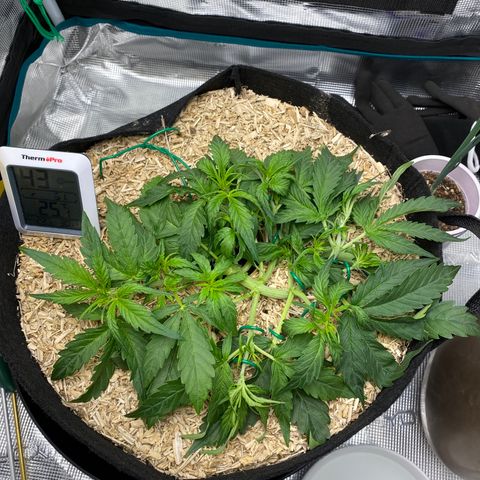 HSO Blue Dream Auto 2 growlog photo: LST continues