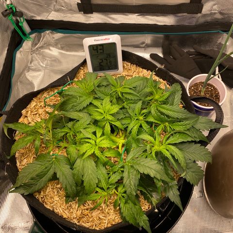 HSO Blue Dream Auto 2 growlog timeline photo