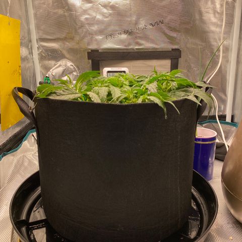 HSO Blue Dream Auto 2 growlog timeline photo