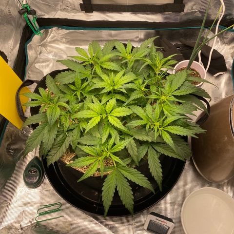 HSO Blue Dream Auto 2 growlog photo: LST showing it’s magic. So bushy. Will be letting it go vertical now