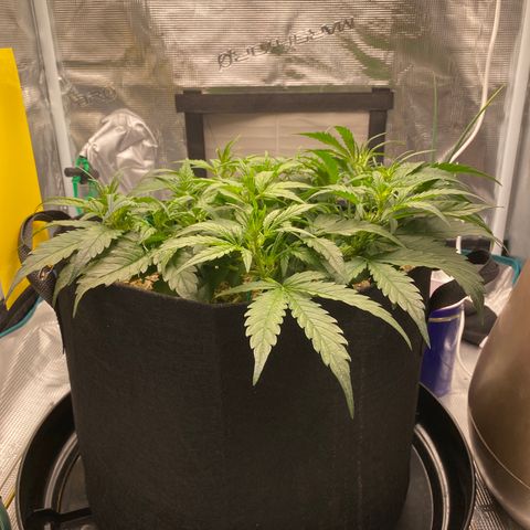 HSO Blue Dream Auto 2 growlog photo: LST showing it’s magic. So bushy. Will be letting it go vertical now