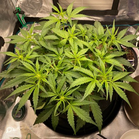 HSO Blue Dream Auto 2 growlog photo: So bushy…