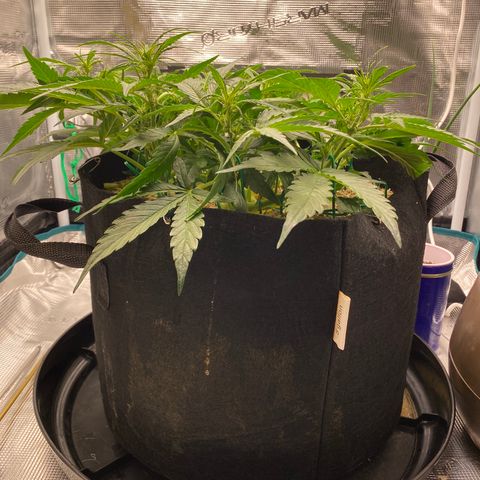 HSO Blue Dream Auto 2 growlog photo: So bushy…
