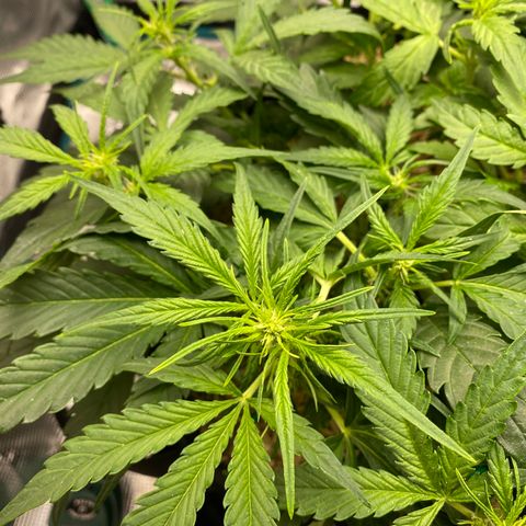 HSO Blue Dream Auto 2 growlog photo: So bushy…
