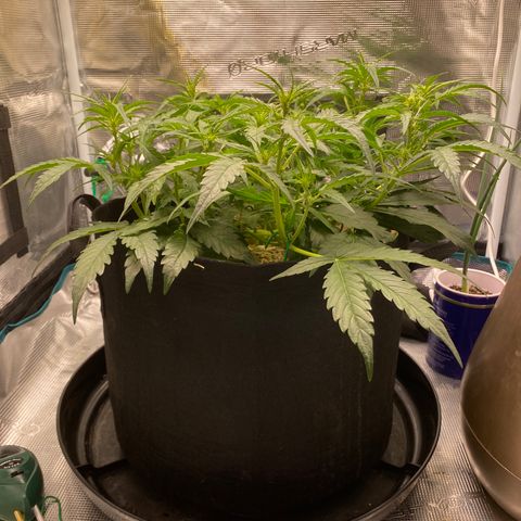 HSO Blue Dream Auto 2 growlog timeline photo