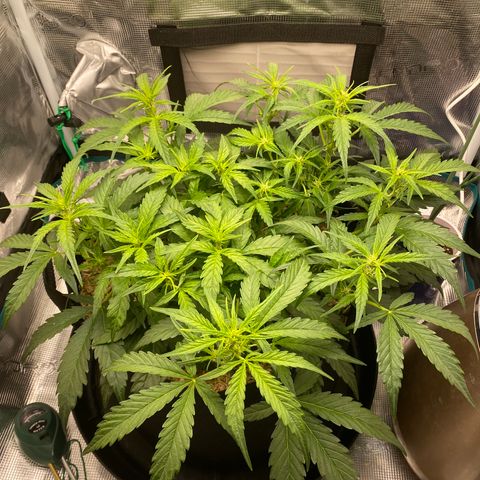 HSO Blue Dream Auto 2 growlog timeline photo