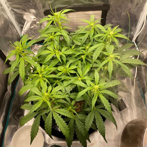 HSO Blue Dream Auto 2 growlog timeline photo