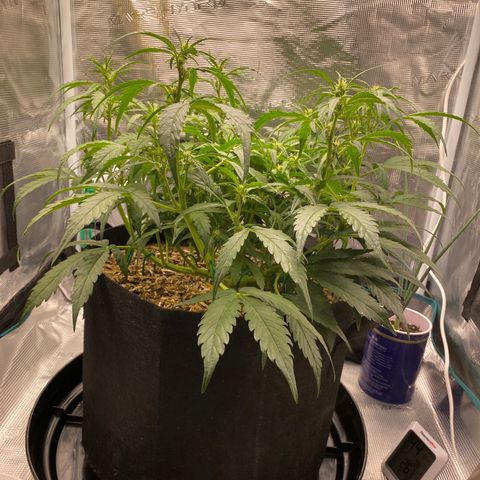 HSO Blue Dream Auto 2 growlog timeline photo