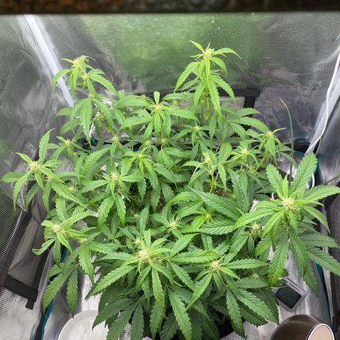 HSO Blue Dream Auto 2 growlog photo: Spread the canopy a bit more today to make way for the girls in the middle