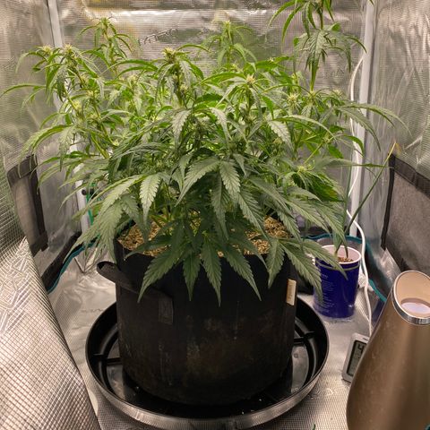 HSO Blue Dream Auto 2 growlog timeline photo