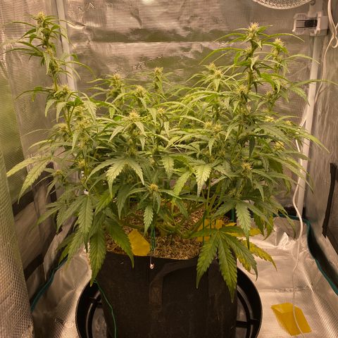 HSO Blue Dream Auto 2 growlog photo: Buds fattening up