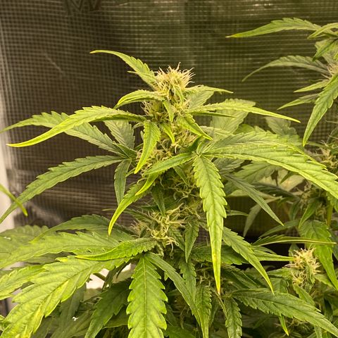 HSO Blue Dream Auto 2 growlog photo: Buds fattening up