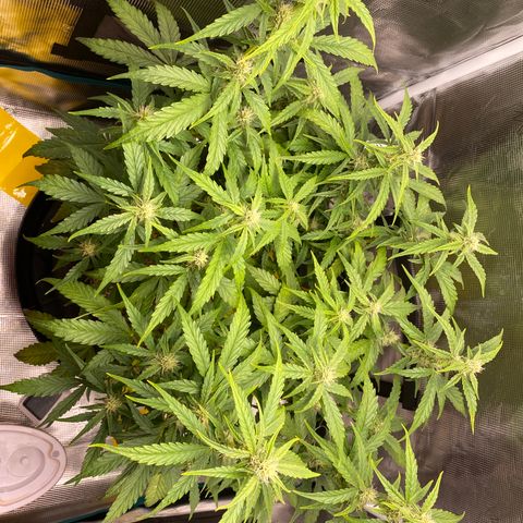 HSO Blue Dream Auto 2 growlog photo: Buds fattening up