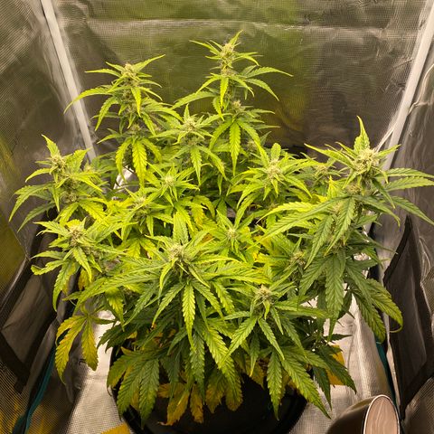 HSO Blue Dream Auto 2 growlog timeline photo