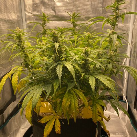 HSO Blue Dream Auto 2 growlog timeline photo