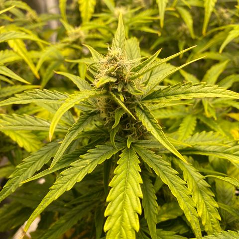 HSO Blue Dream Auto 2 growlog timeline photo