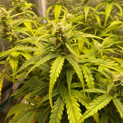HSO Blue Dream Auto 2 growlog timeline photo