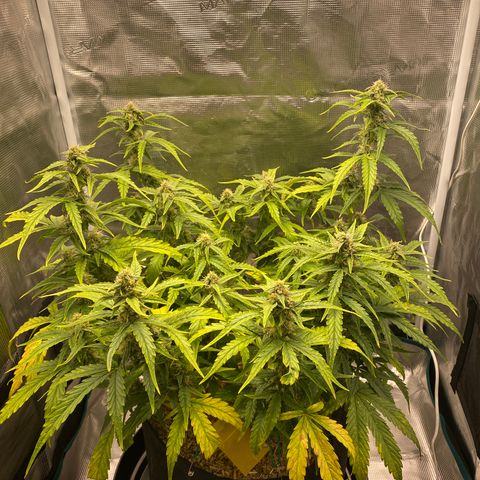 HSO Blue Dream Auto 2 growlog timeline photo