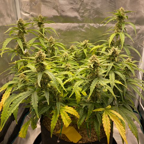 HSO Blue Dream Auto 2 growlog photo: Looking happy after yesterday’s feed. Colas are starting to fatten up! Looking promising :D
